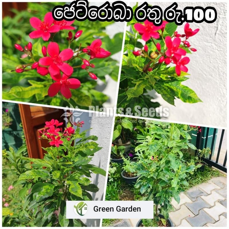 Jetroba  Red