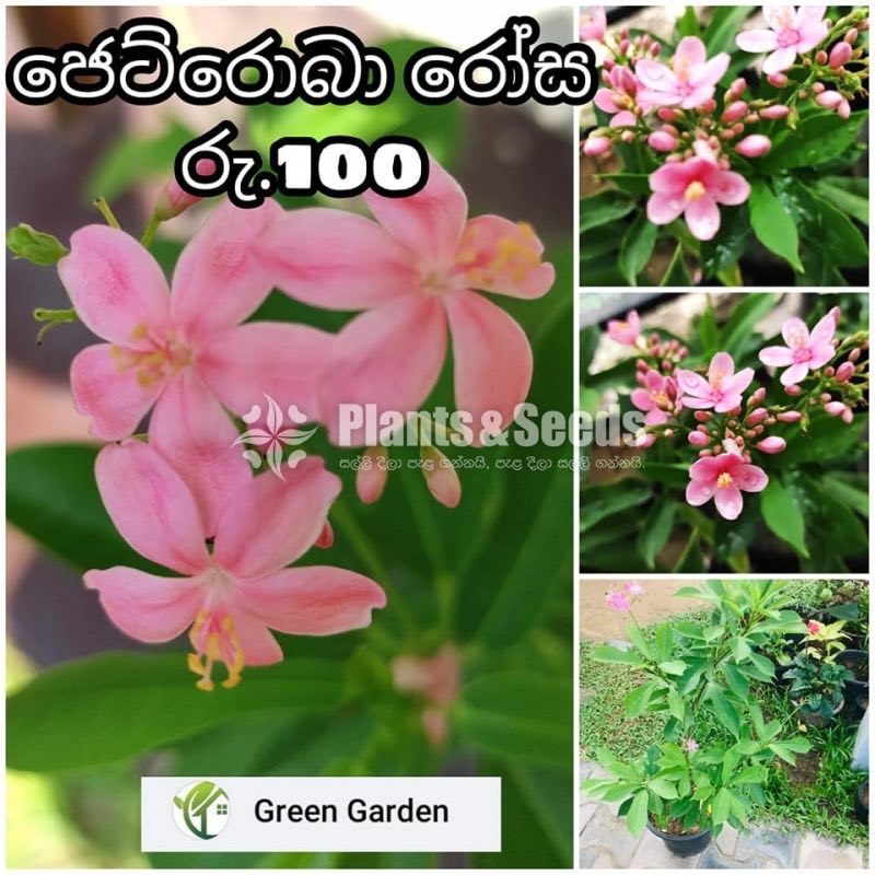 Jetroba Pink 
