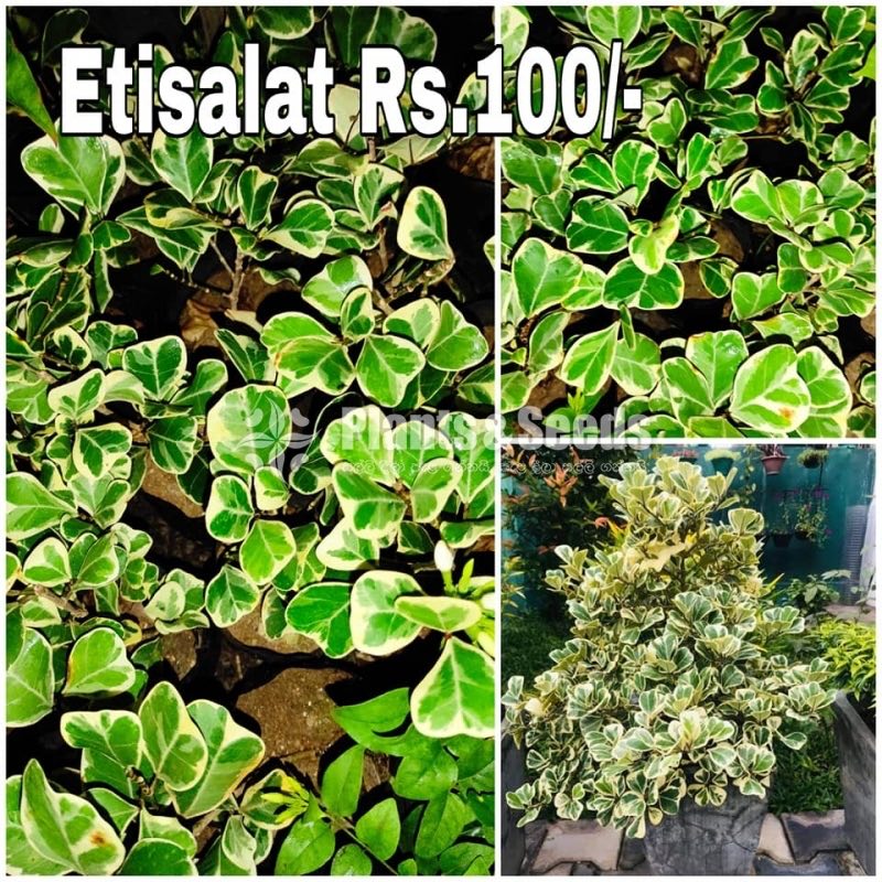 Etisalat