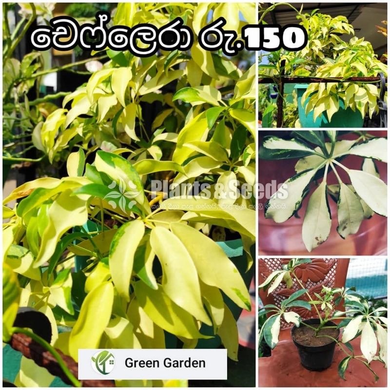 Schefflera(චෙෆ්ලෙරා )