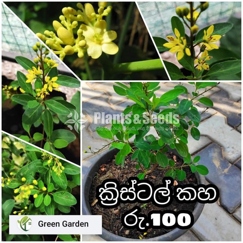 Kristelsia(ක්‍රිස්ටෙල්සියා )