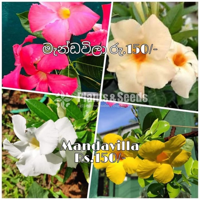 Mandavila
