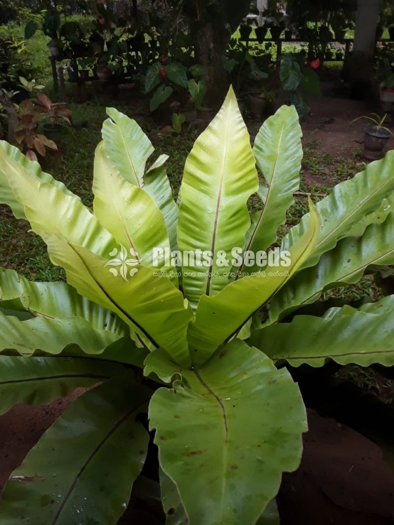 Birds nest fern