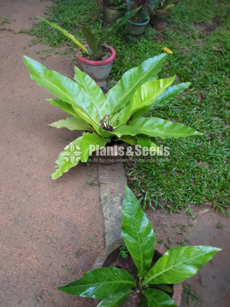Birds nest fern