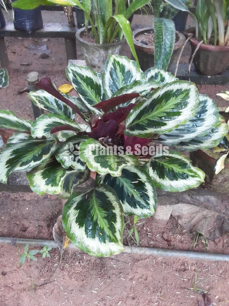 Outdoor Plants