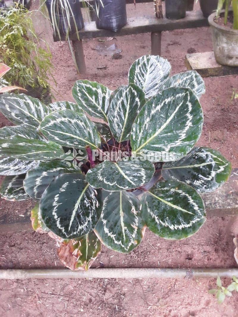 Outdoor Plants