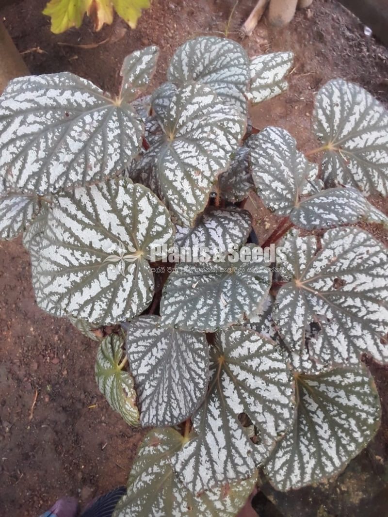 Outdoor Plants