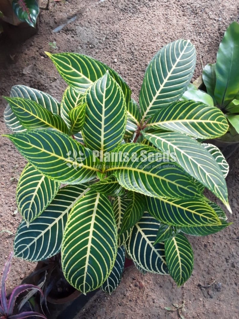 Outdoor Plants