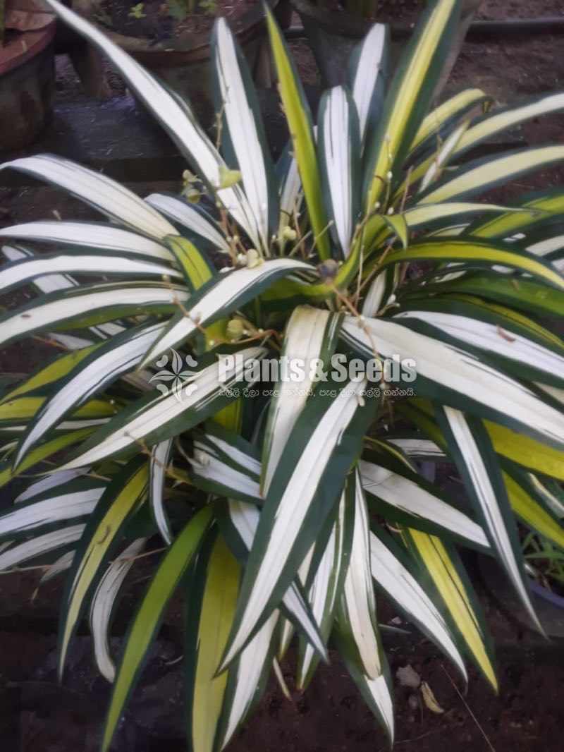 Outdoor Plants