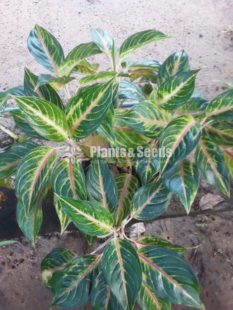 Outdoor Plants