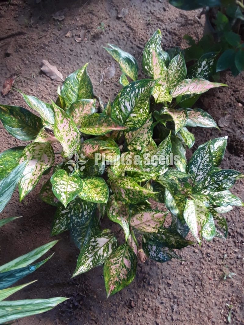 Outdoor Plants