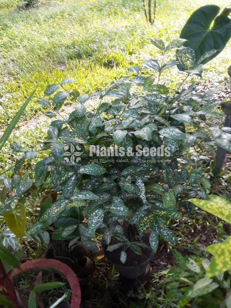 Outdoor Plants