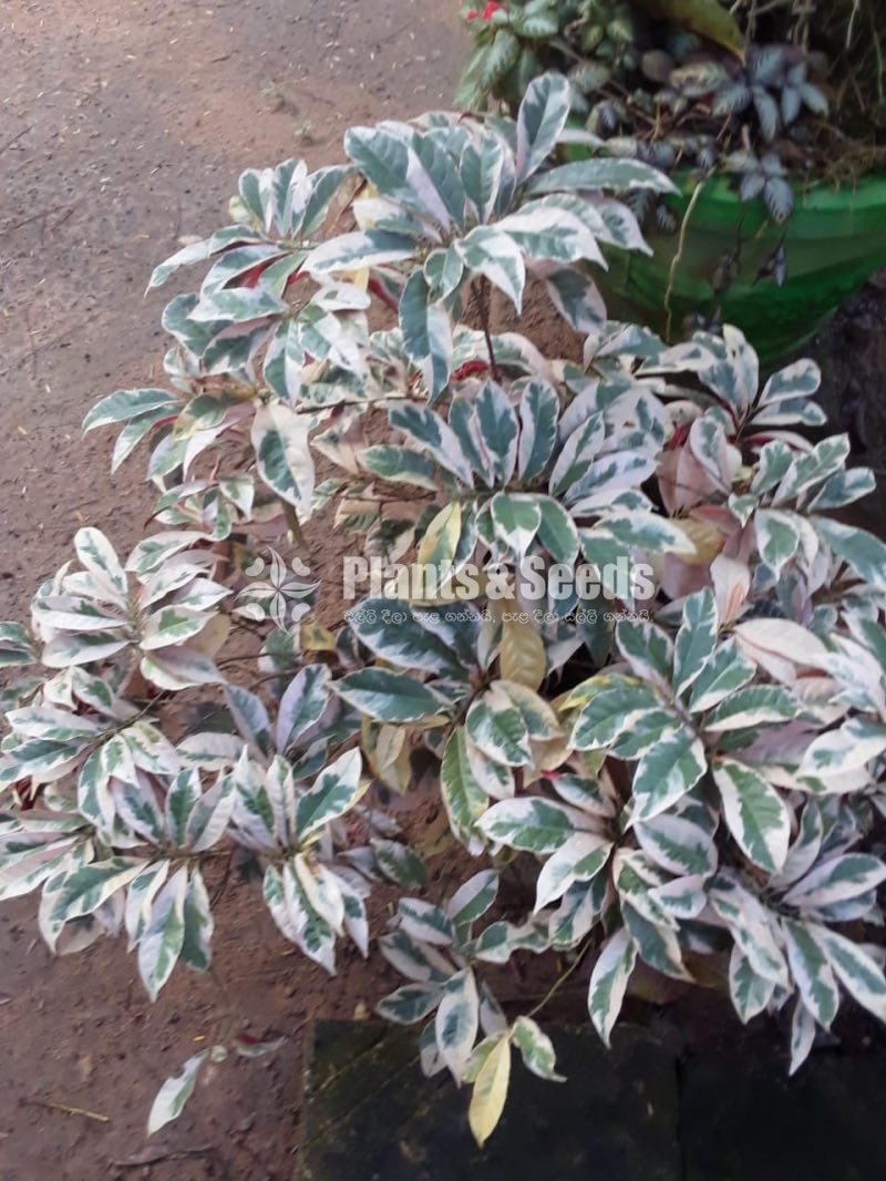 Outdoor Plants