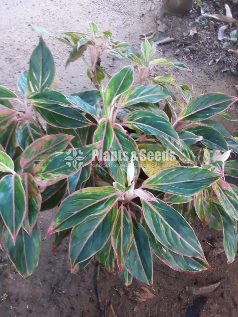 Outdoor Plants