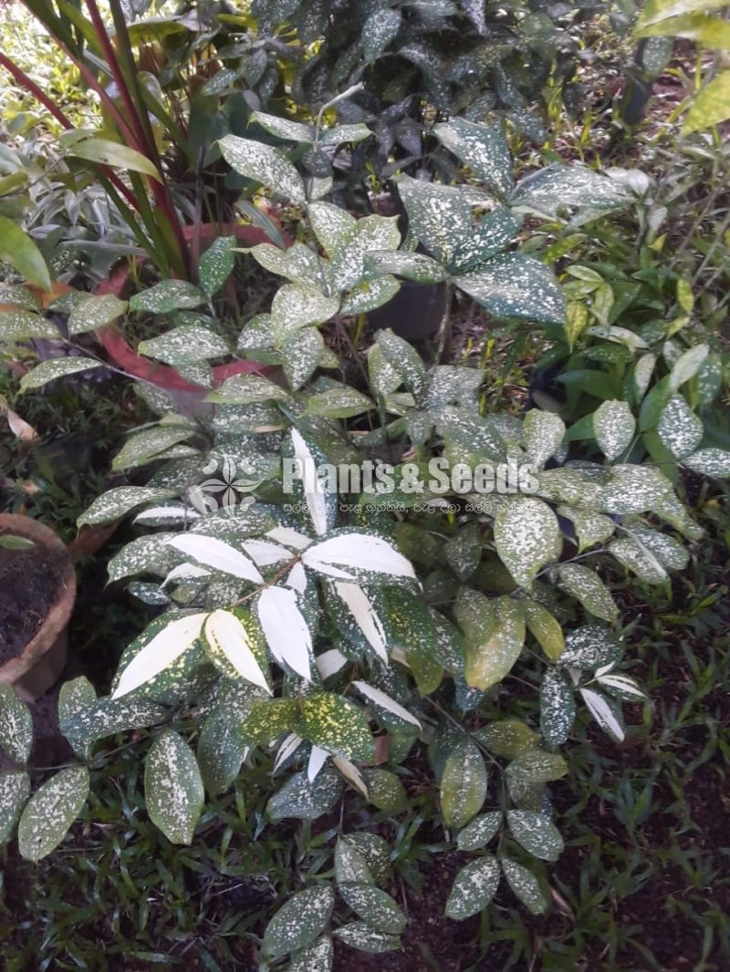 Outdoor Plants
