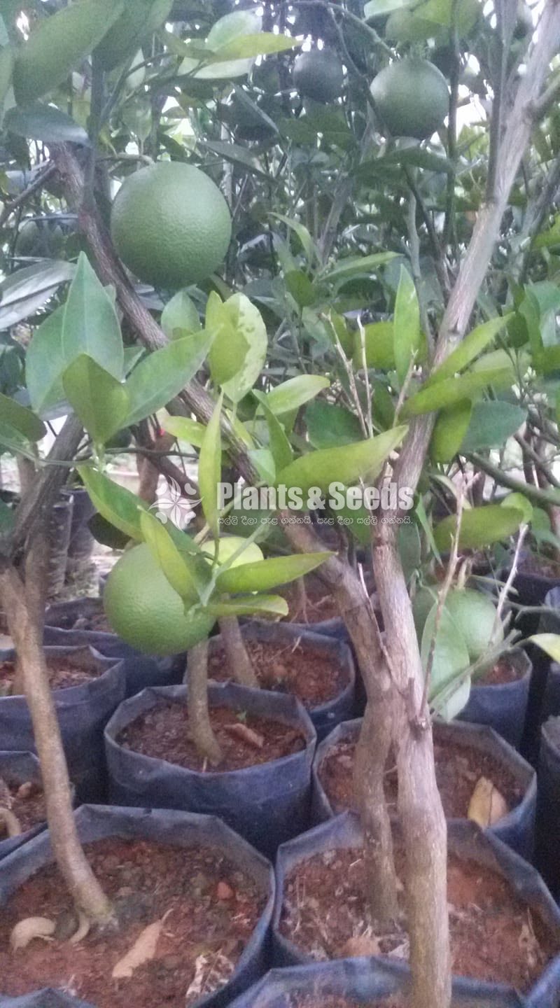 Bibila Sweet Pani Dodam(බිබිල ස්ව්ට් පැණි දොඩම්)