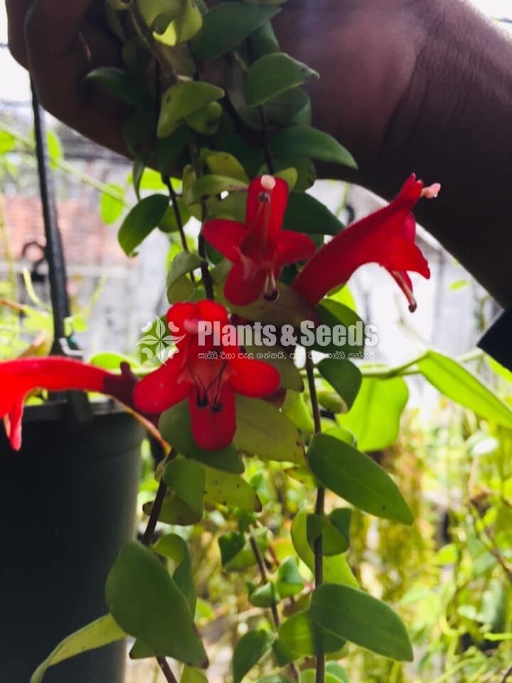 Lipstick Flower(ලිප්ස්ටික් මල් පැල)