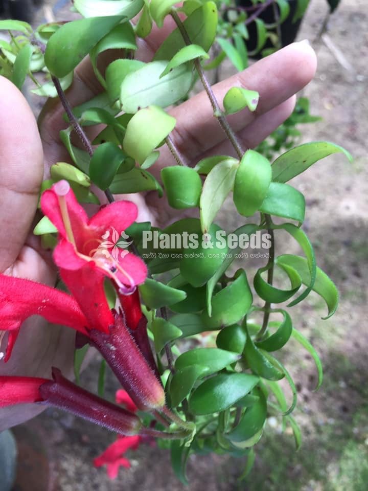 Lipstick Flower(ලිප්ස්ටික් මල් පැල)