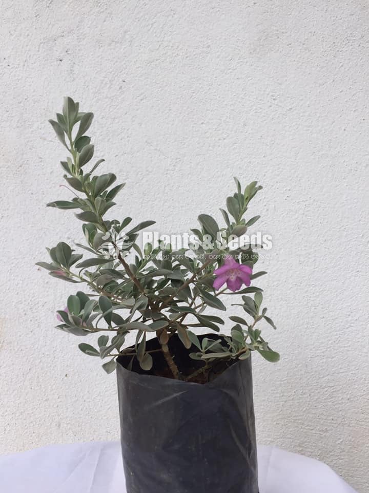 නියෝන් new(Niyon)