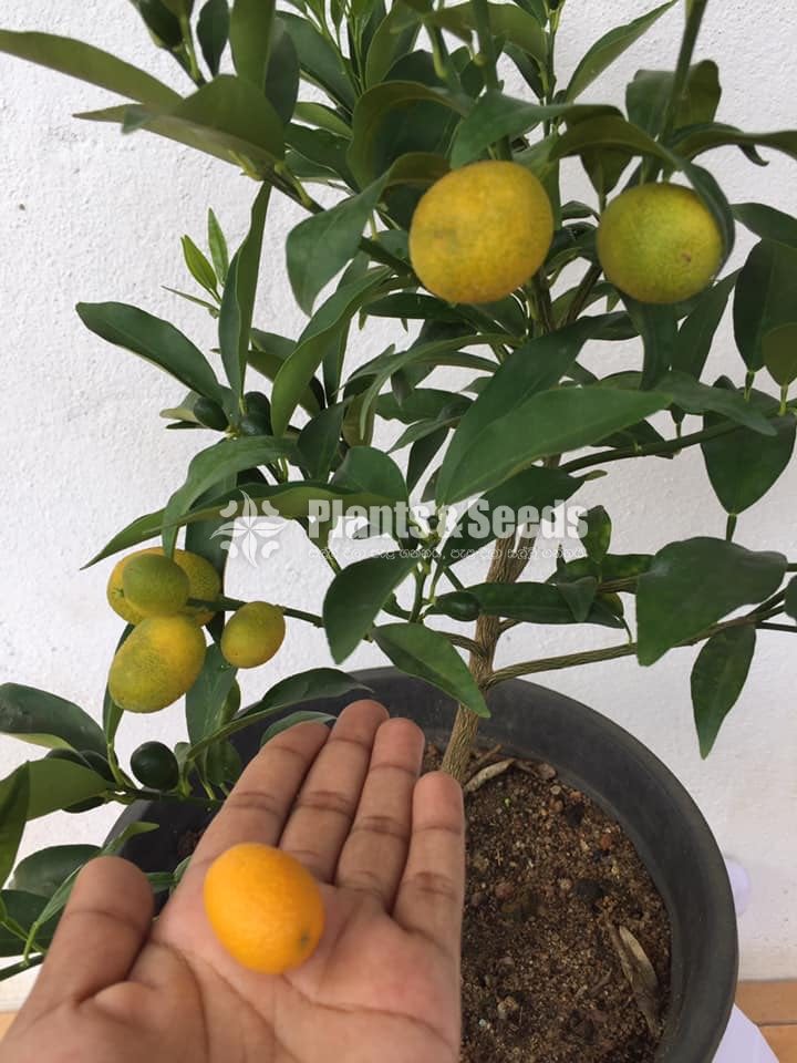 නාරං (කුම්කොට්) -Naran