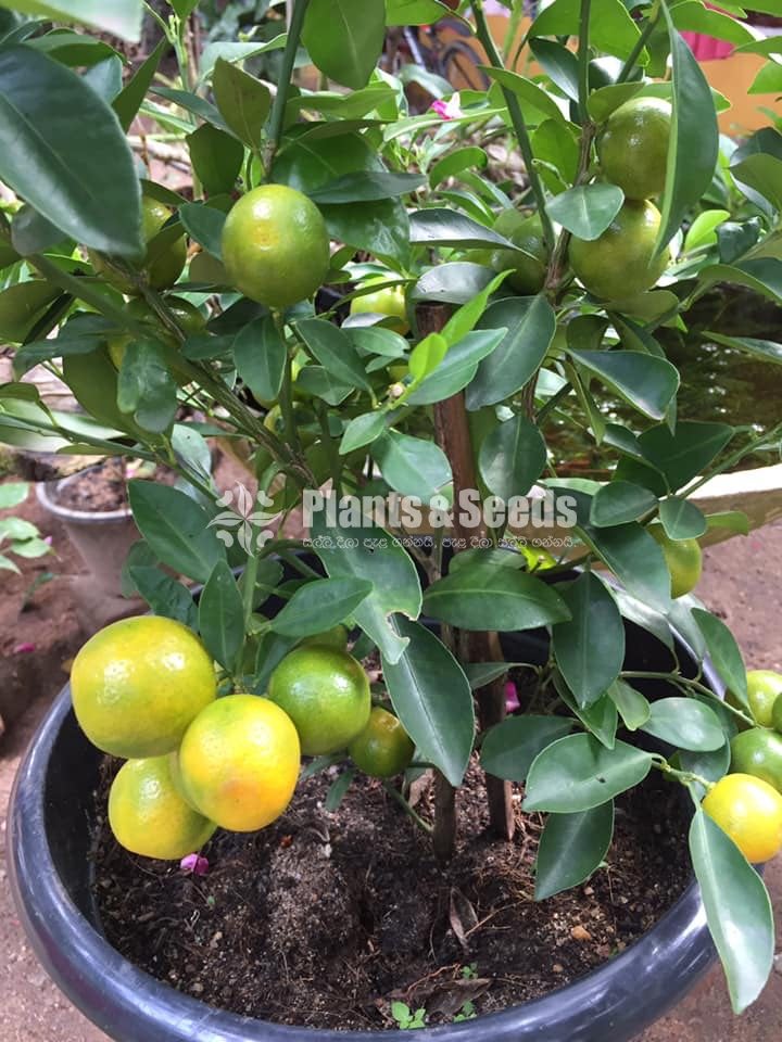 ඇබුල් නාරං (Abul Naran)