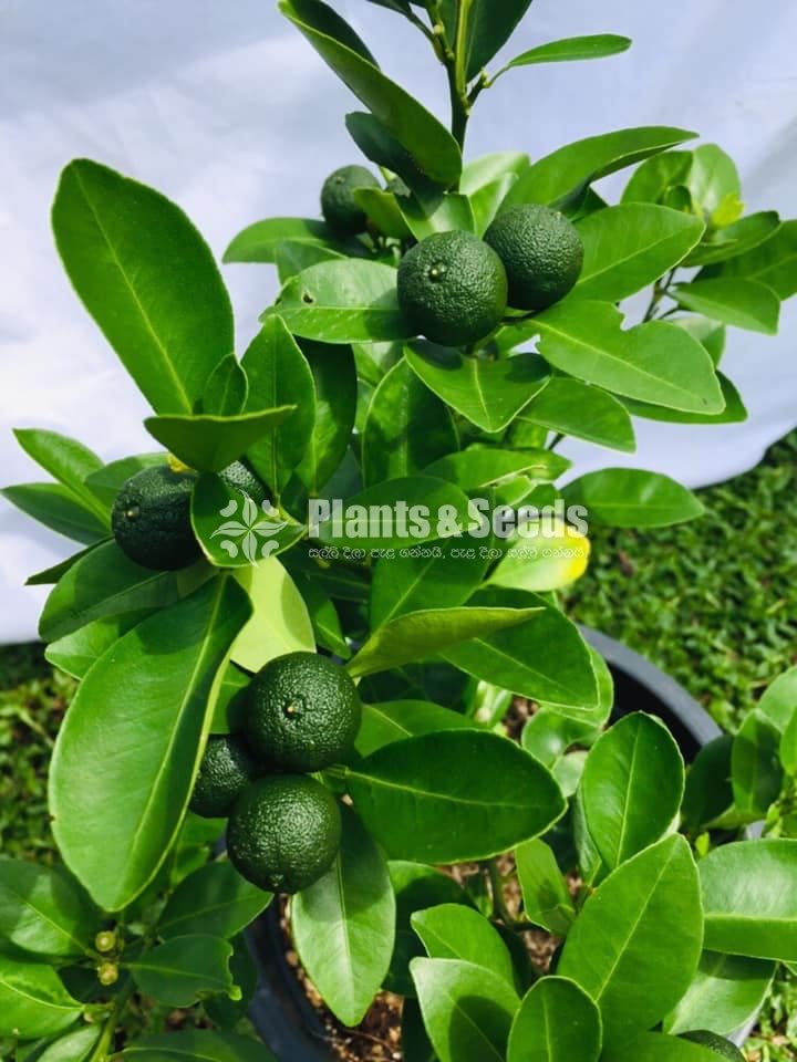 ඇබුල් නාරං (Abul Naran)