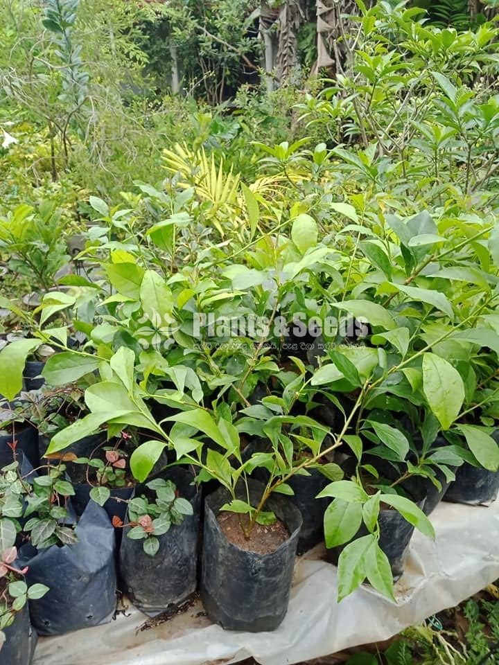 Sariuth Mugalan Plants