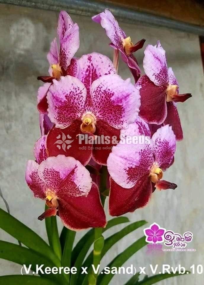 Vanda Blooming 