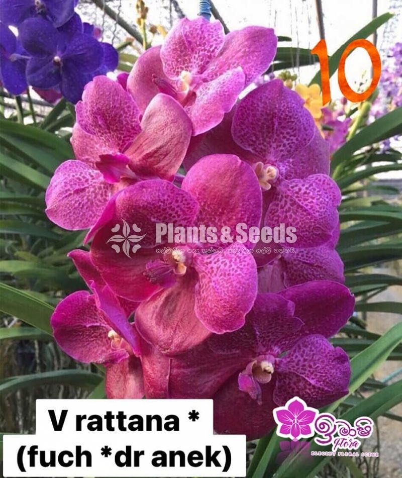 Vanda Blooming 