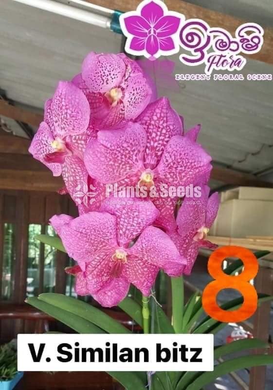 Vanda Blooming 