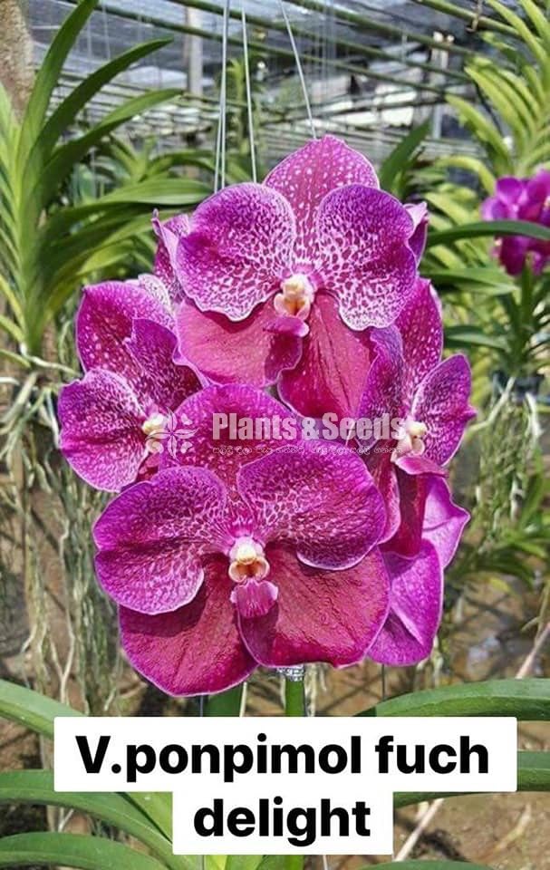 Vanda Blooming 