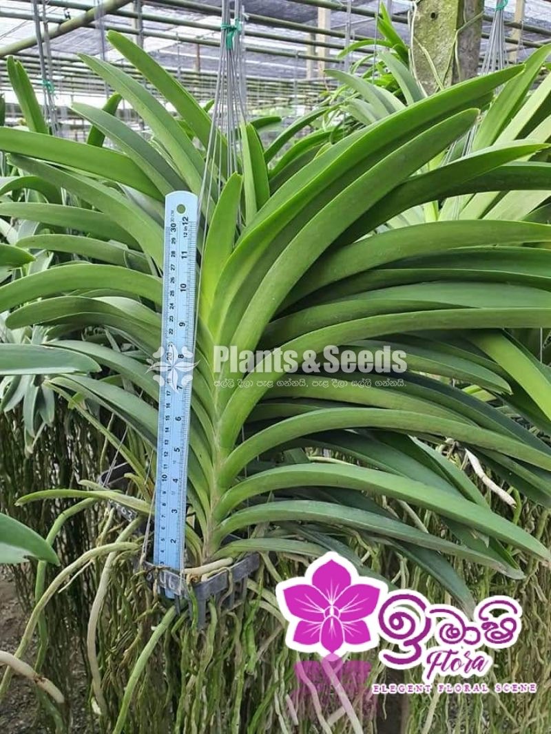 Vanda Blooming 