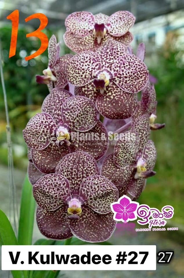 Vanda Blooming 