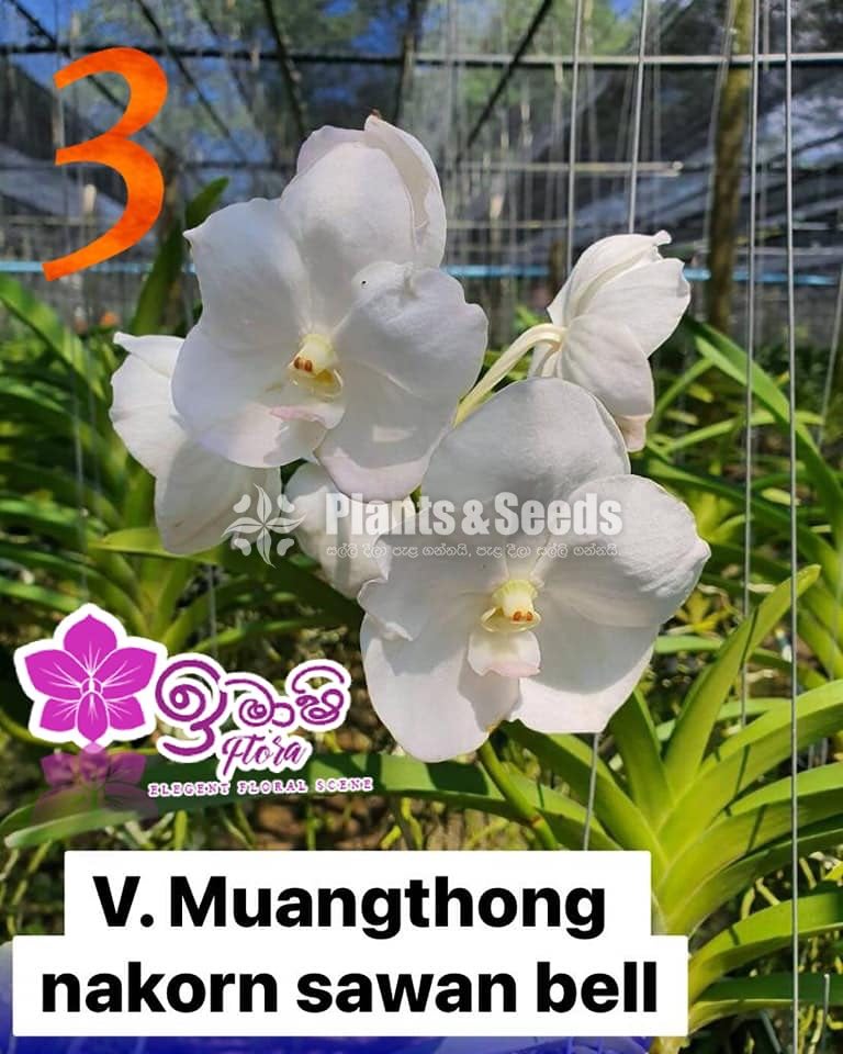 Vanda Blooming 