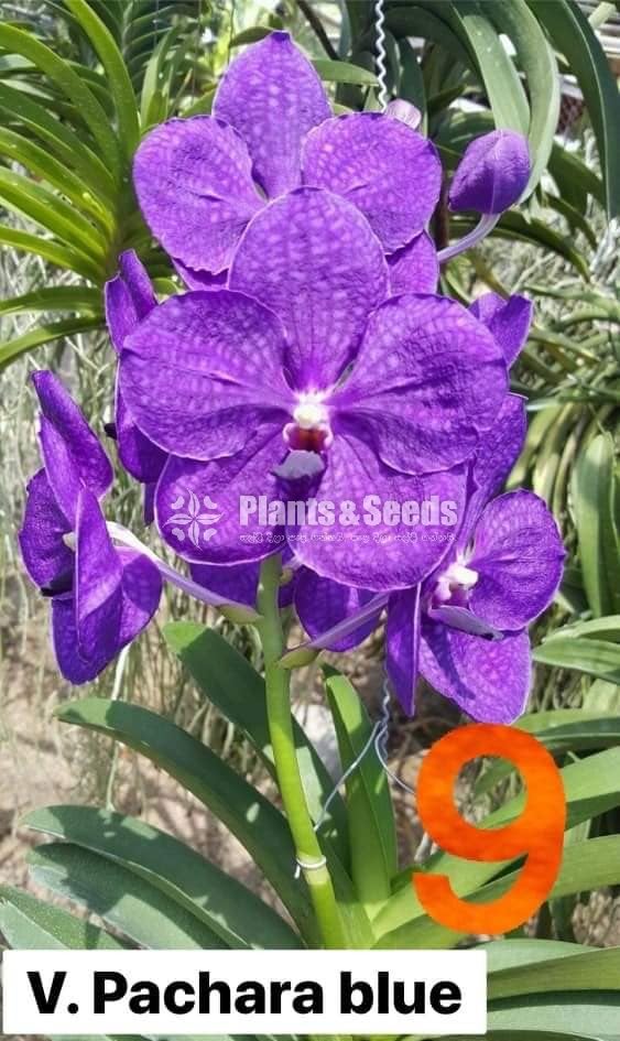 Vanda Blooming 