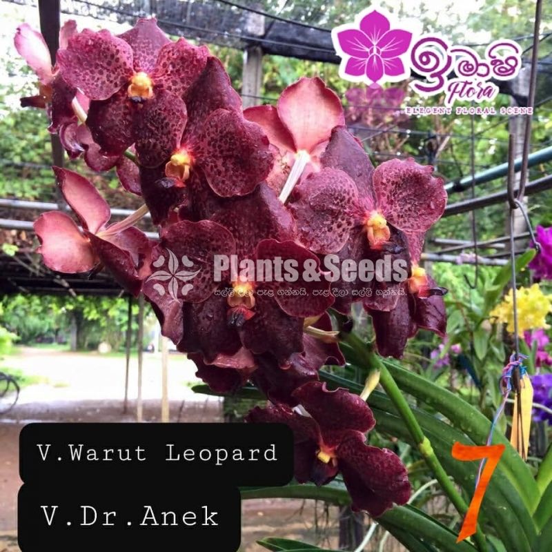Vanda Blooming 