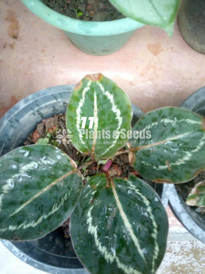Calathea Plants