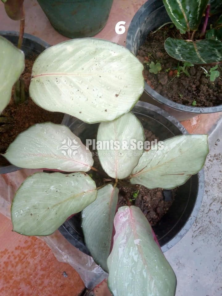 Calathea Plants