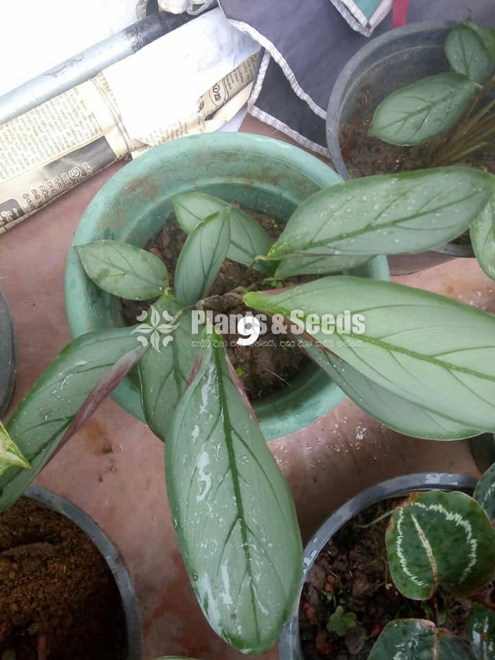 Calathea Plants