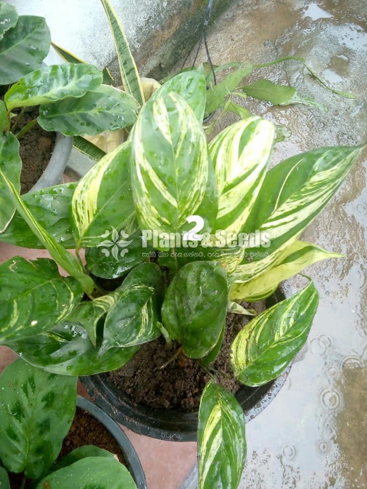 Calathea Plants