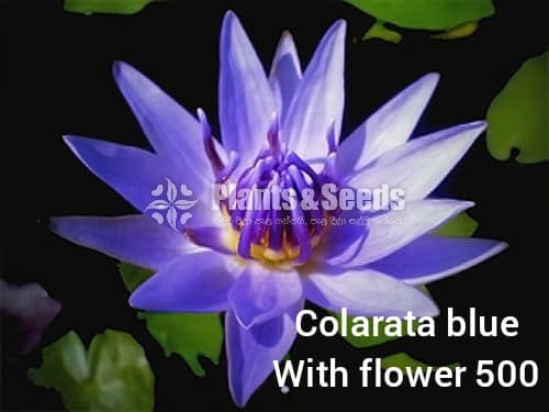 Colarata blue with Flowers