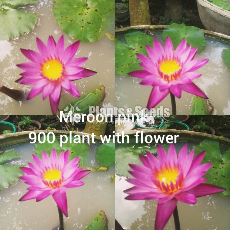 Maroon Pink with Flowers