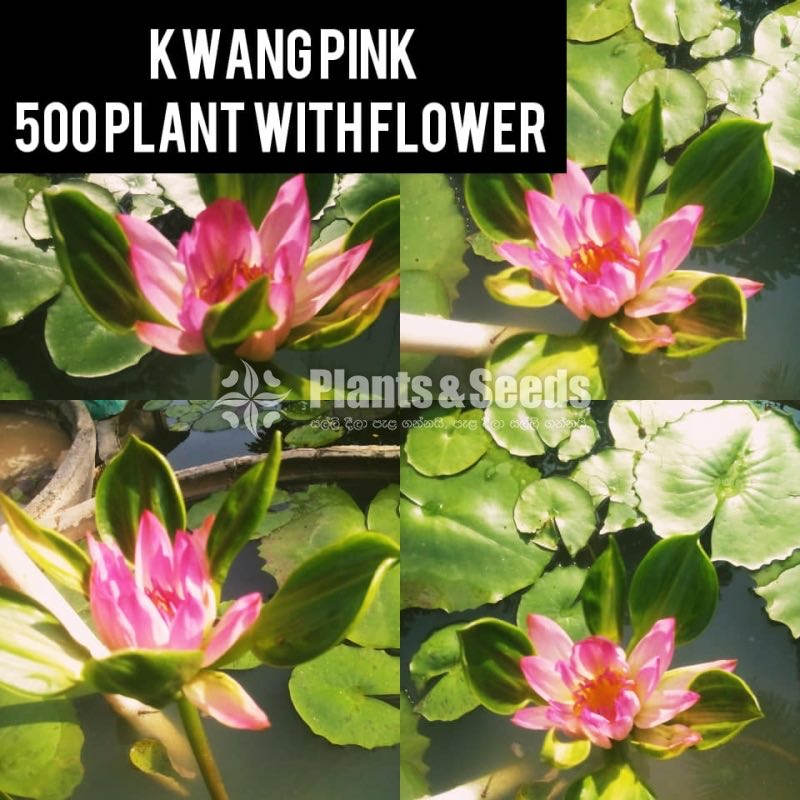 Pink Kwang 