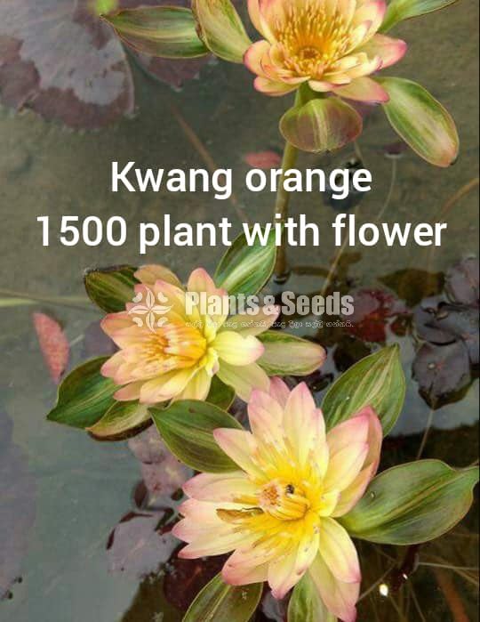 Kwang Orange