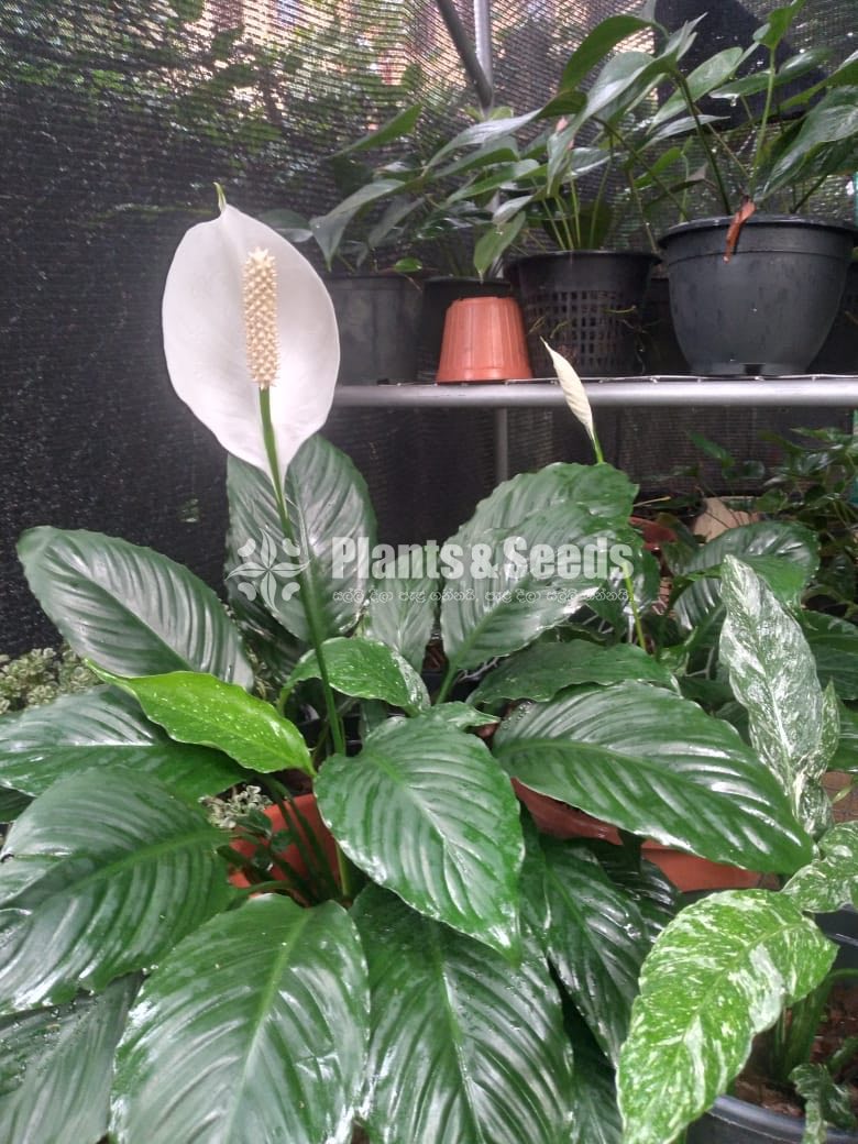 Anthurium 