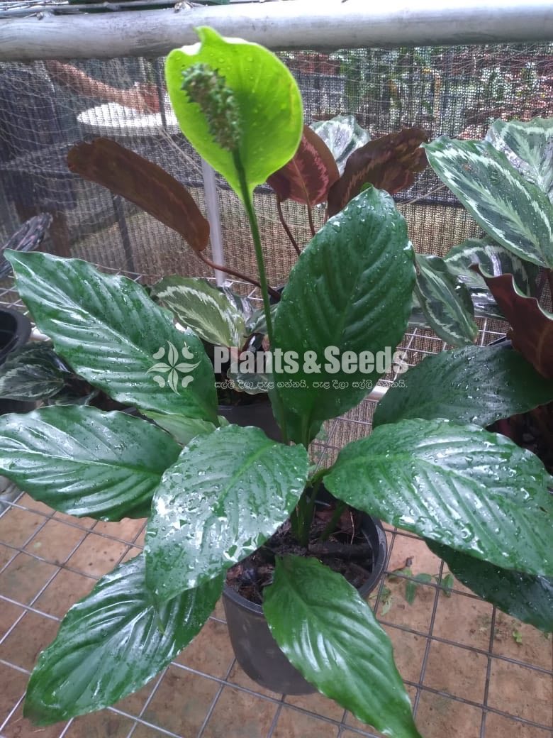 Anthurium 
