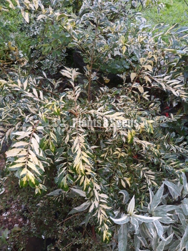 Outdoor Plants