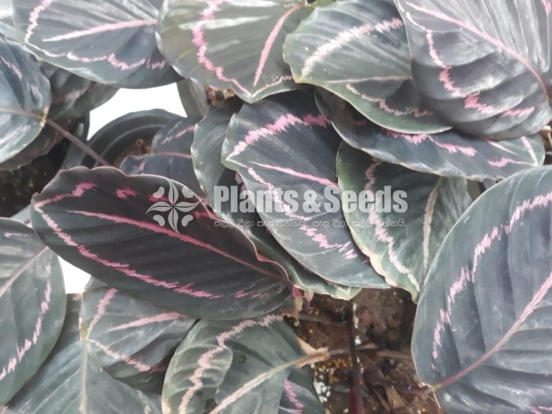 Outdoor Plants