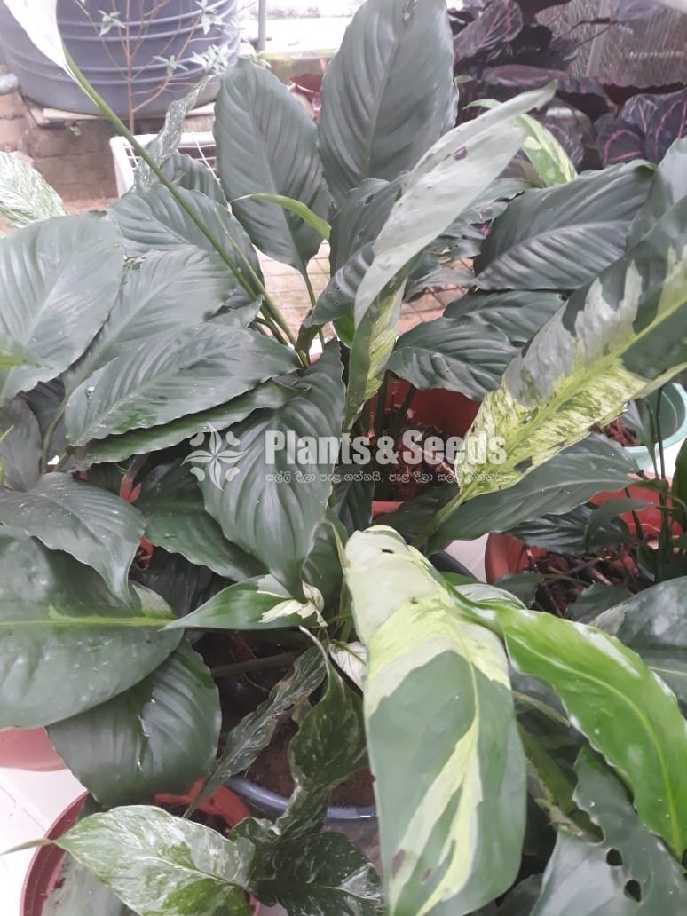 Outdoor Plants
