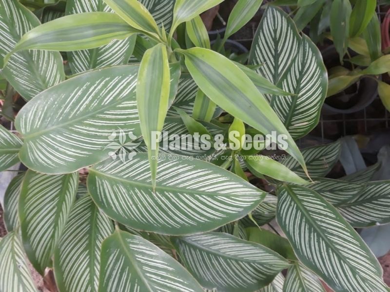 Outdoor Plants